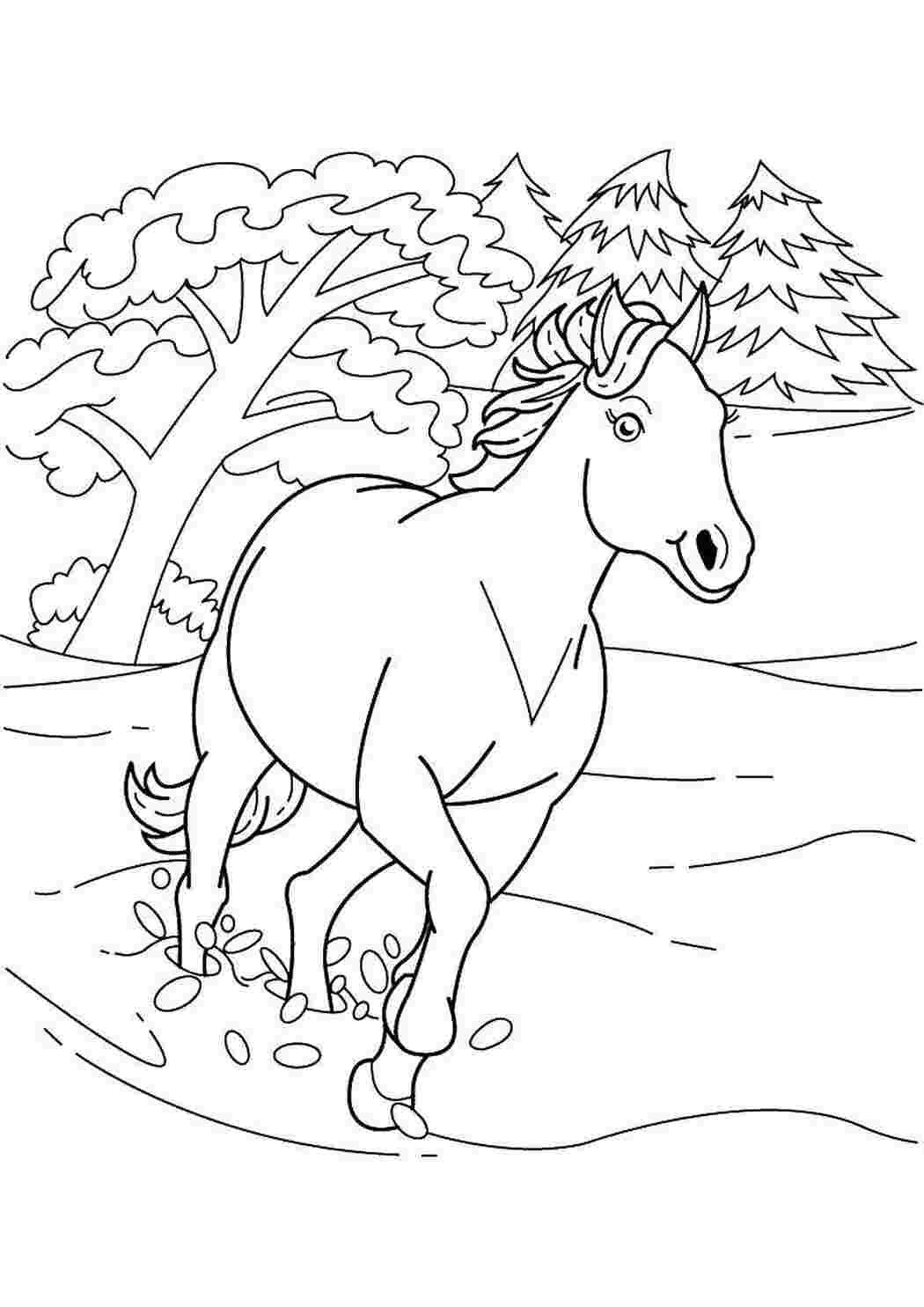 Аппалуза на белом фоне