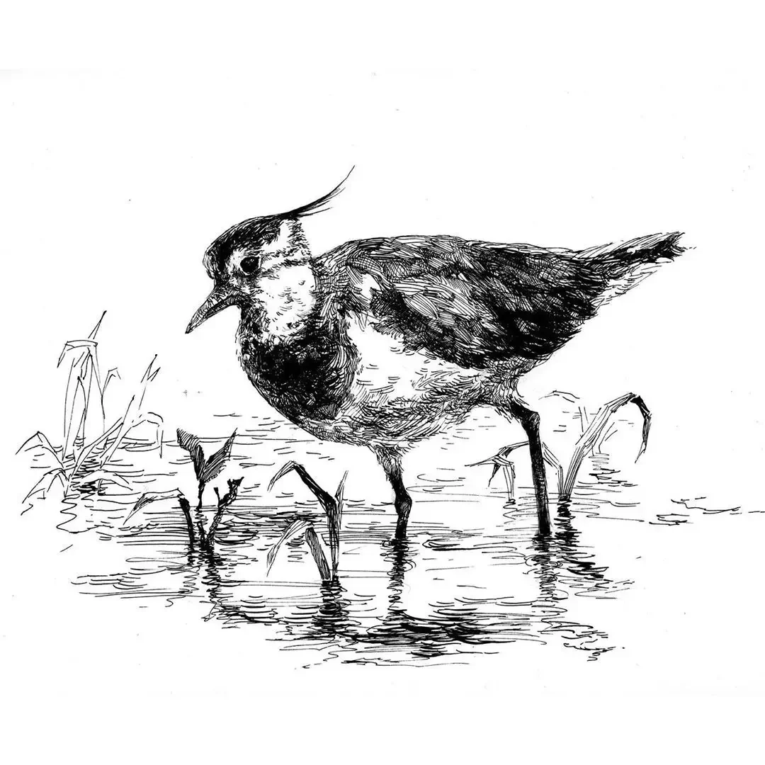 Векторные изображения птиц