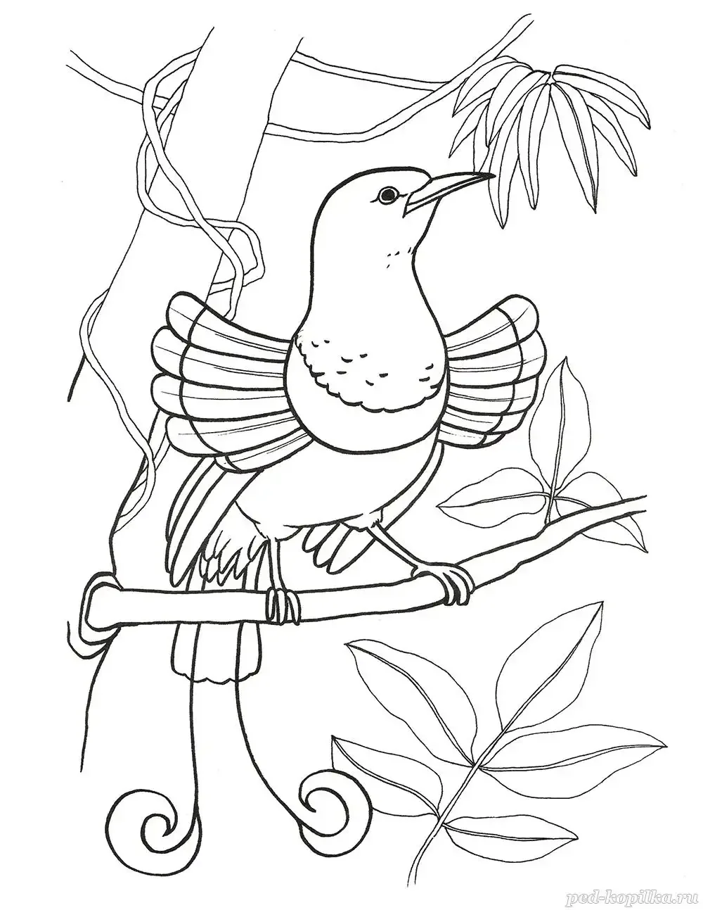 Кедровка раскраска для детей