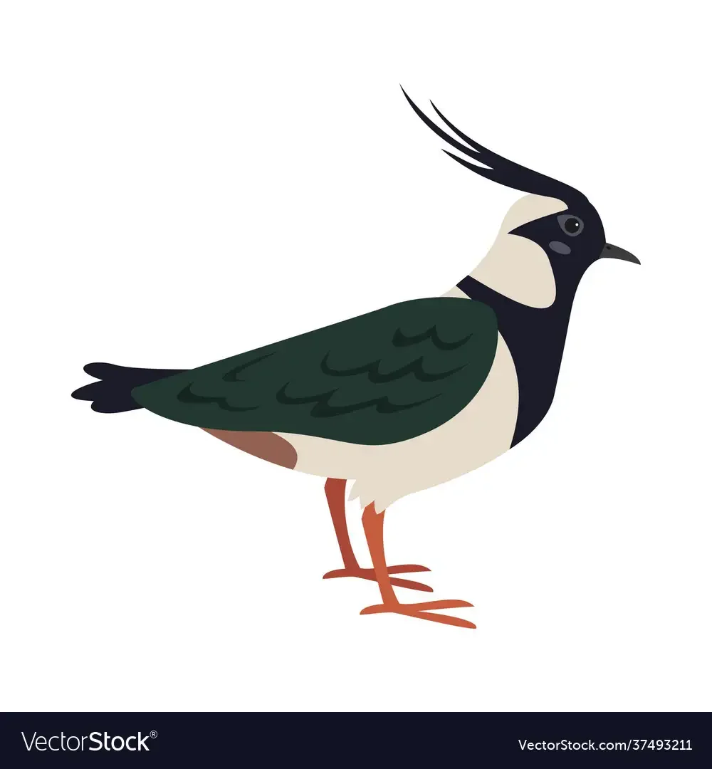 Перепел раскраска для детей