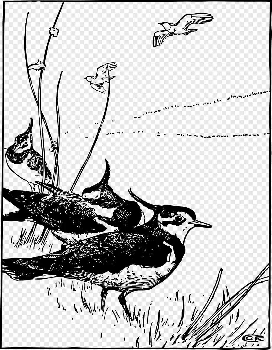 Раскраска Виктини