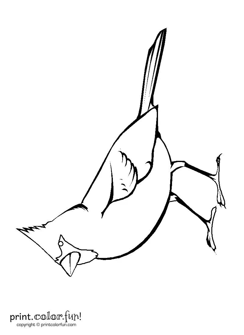 Чибис иллюстрация