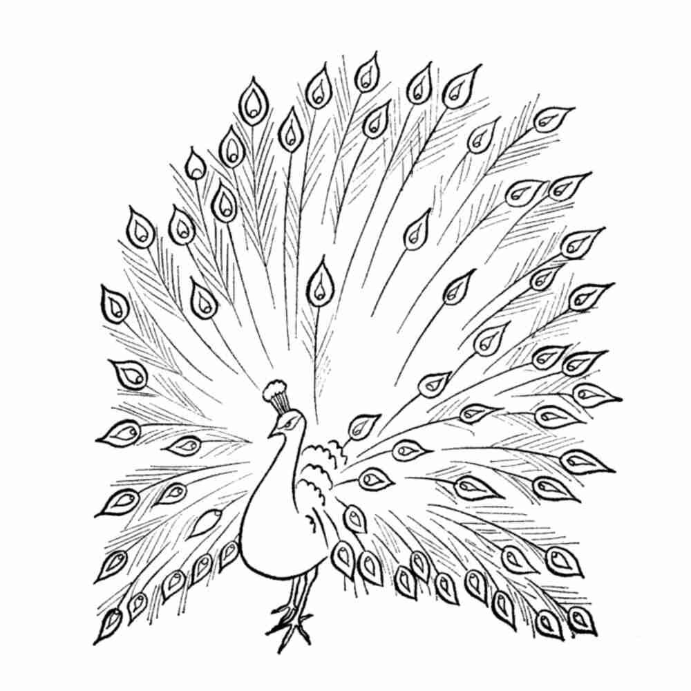 Жар птица раскраска