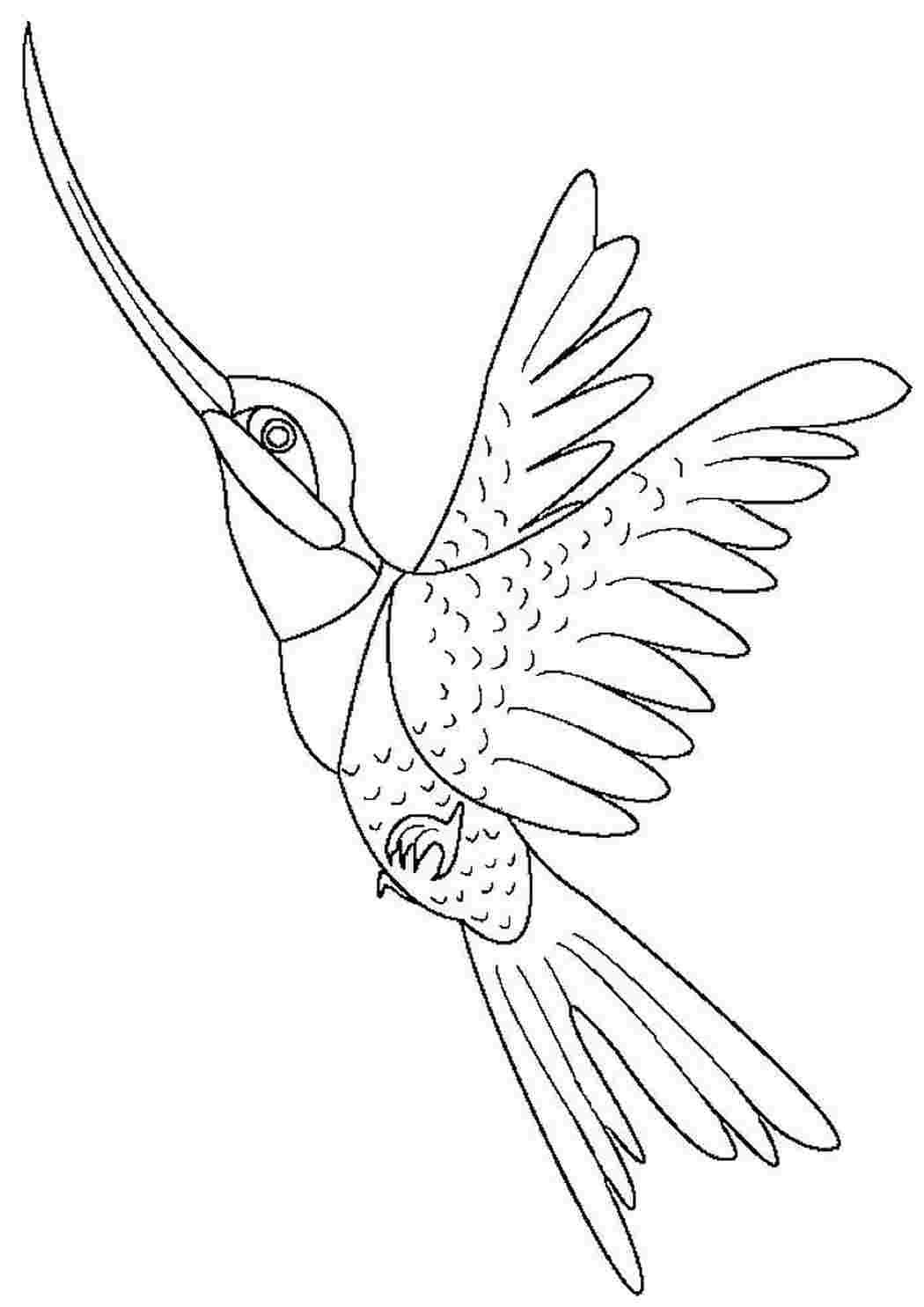 Птица Колибри раскраска