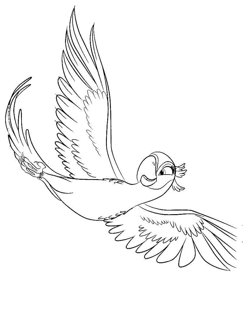 Раскраска Рио Жемчужинка