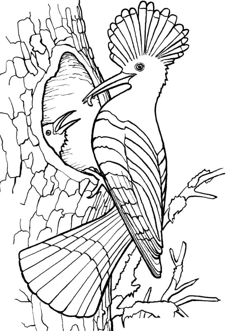 Удод птица раскраска