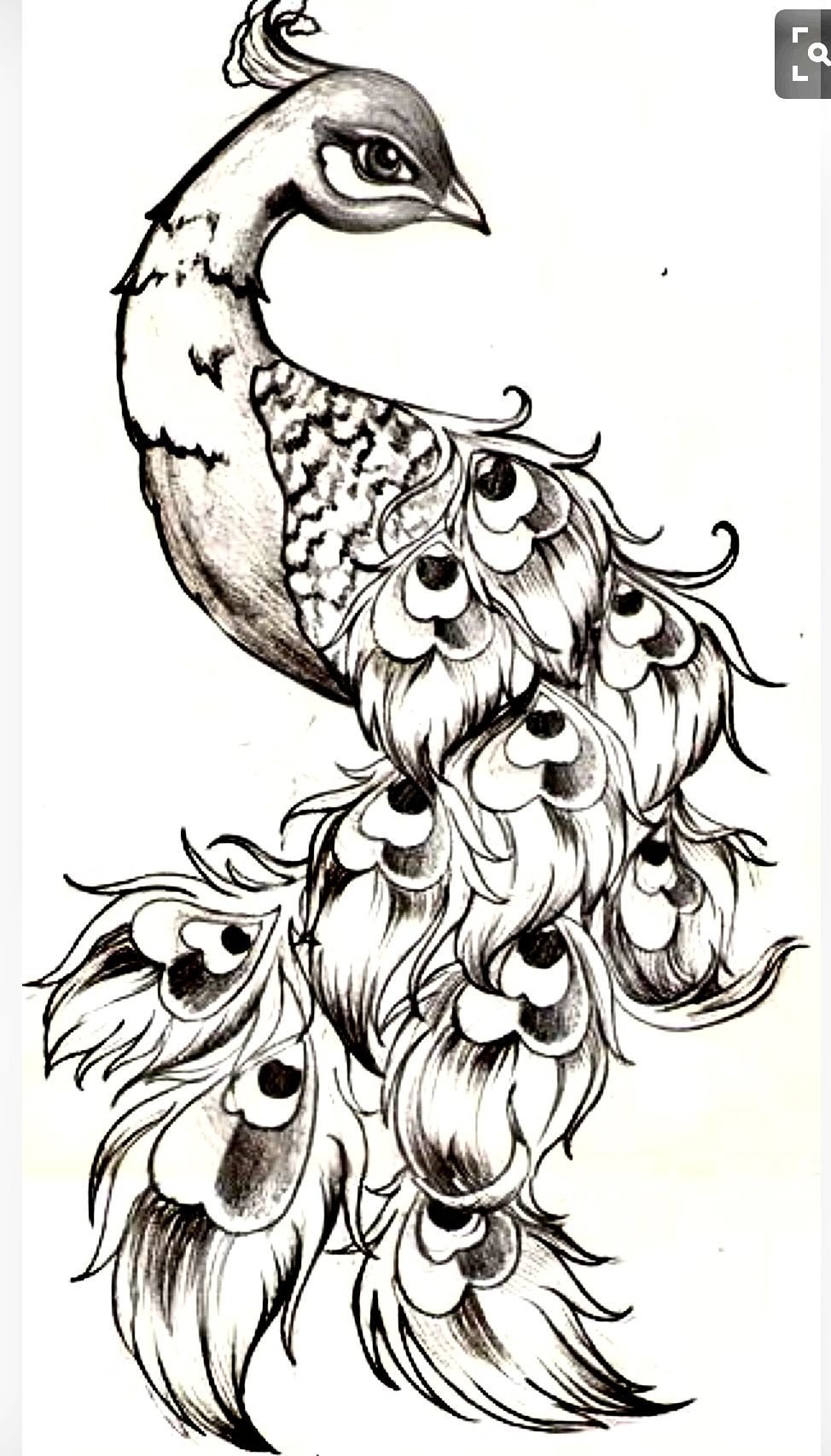 Рисунки Жар птицы для срисовки