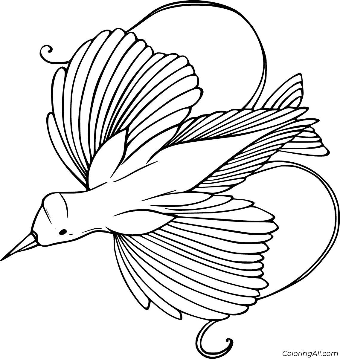 Райская птица раскраска для детей