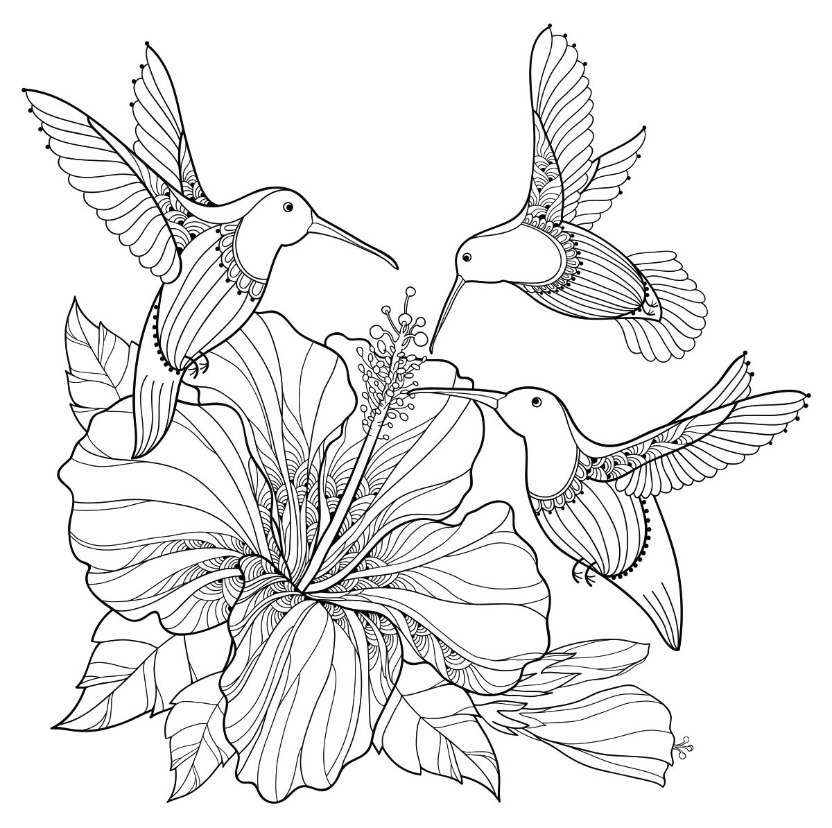 Птица Колибри раскраска
