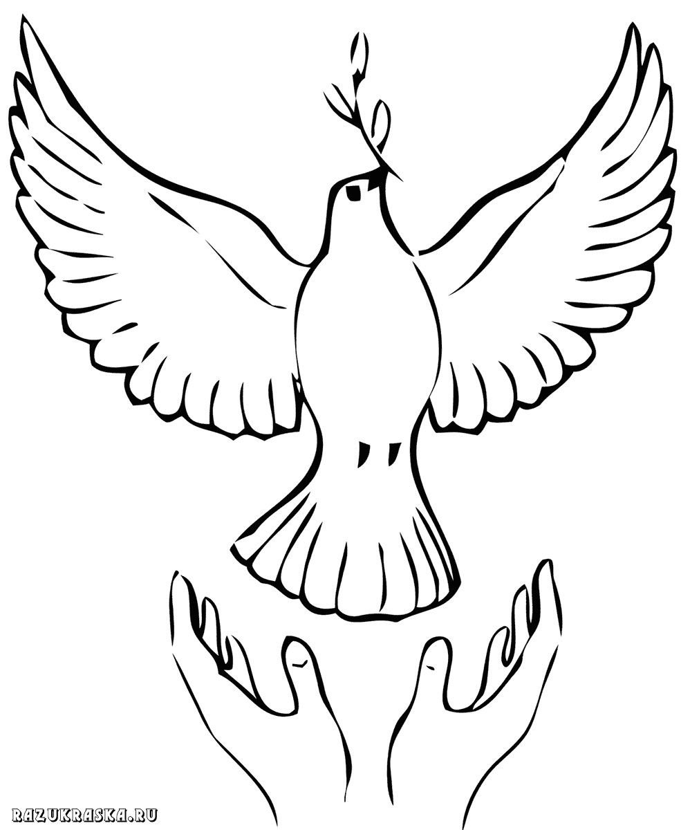 Голубь раскраска для детей