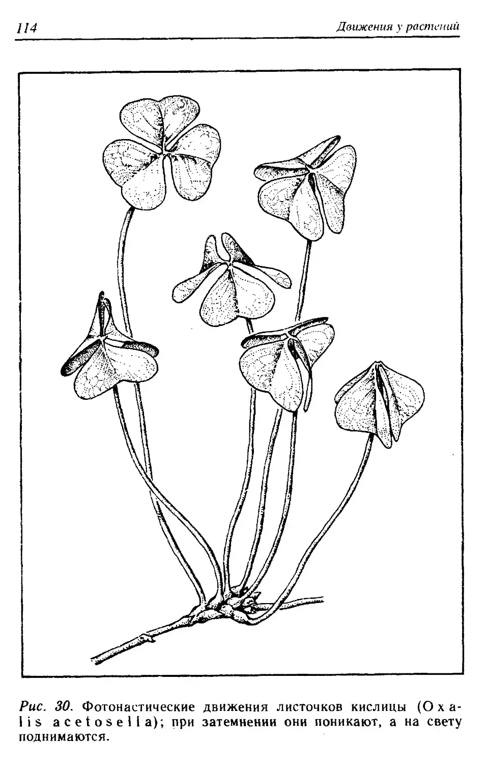 Чистяк весенний