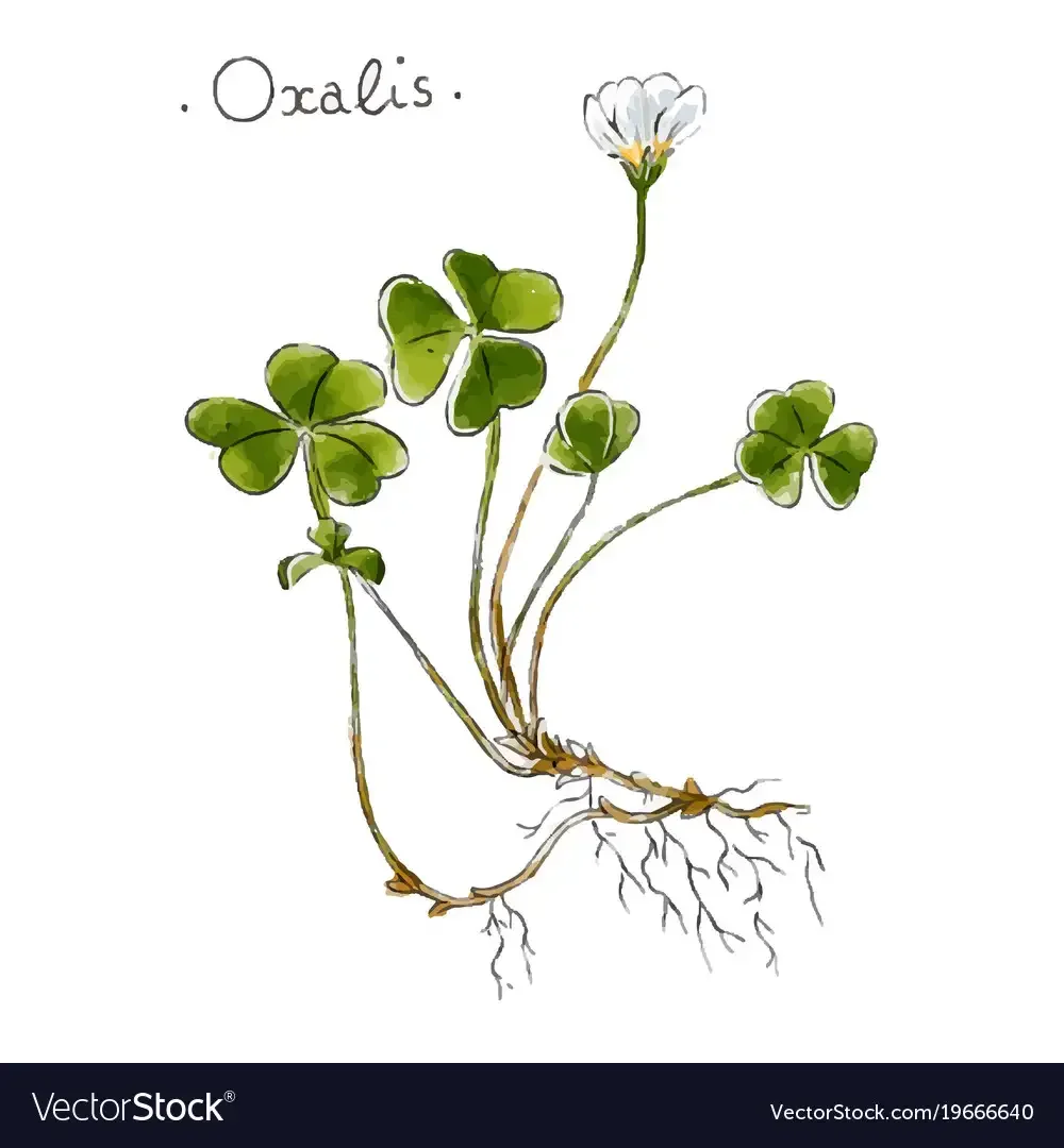 Символ Ирландии Клевер