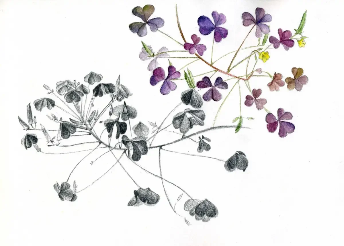 Кислица цветок мультяшное пдф