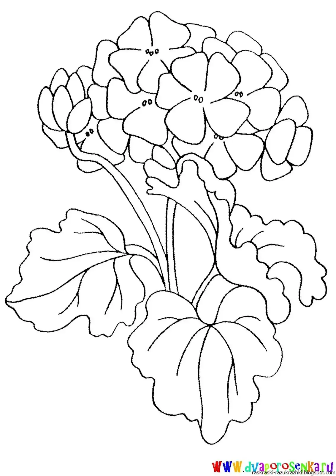 Ботаника Кислица