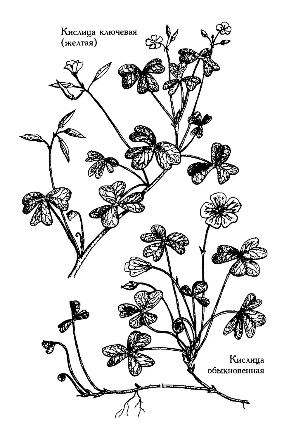 Полевые цветы контур