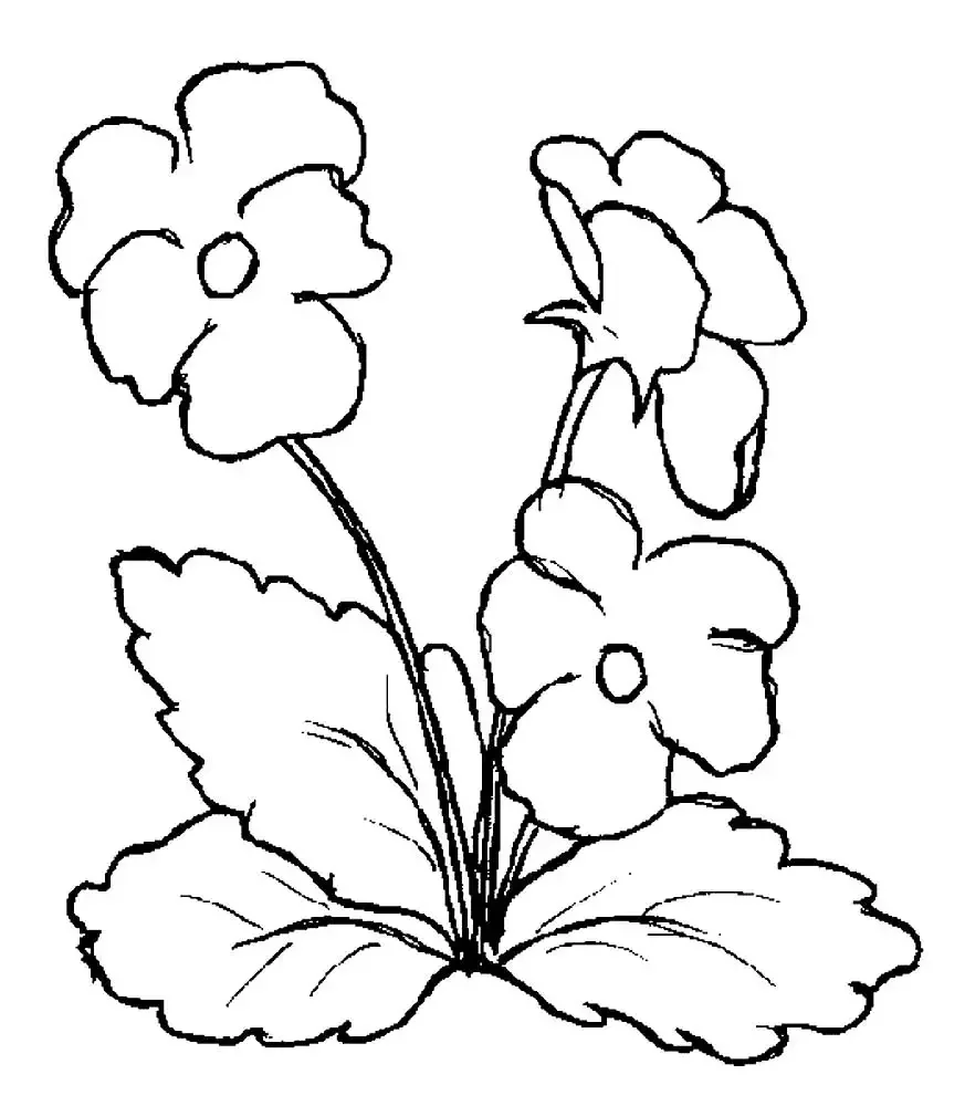 Раскраски для взрослых цветы