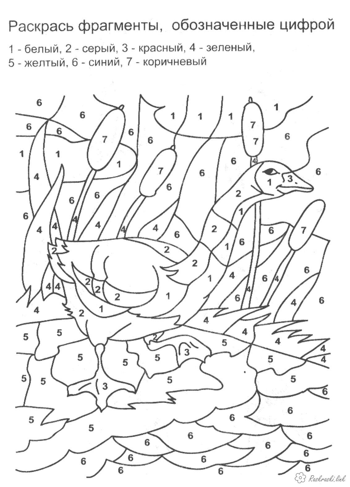 Раскраски по номерам птицы для детей