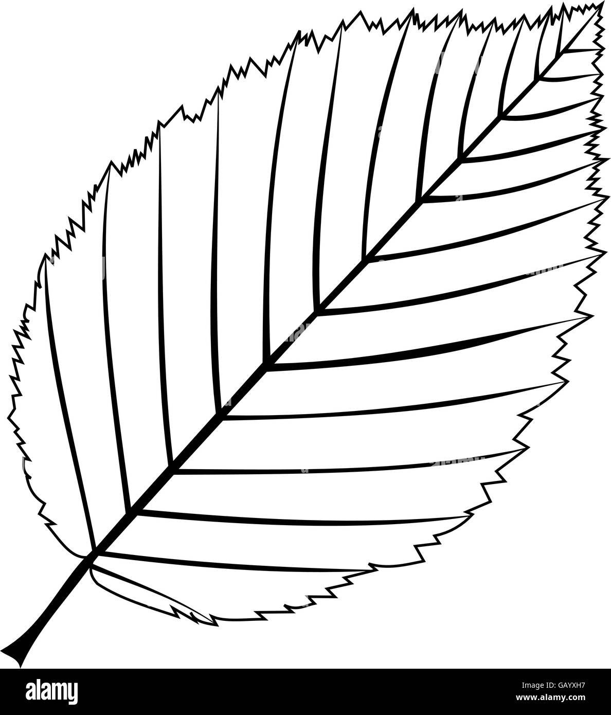 Лист вяза для раскрашивания