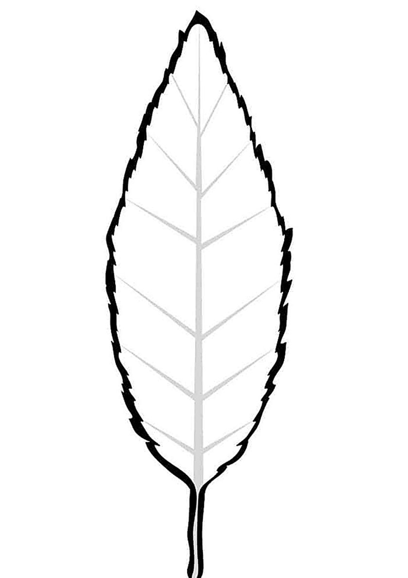 Листья деревьев шаблоны