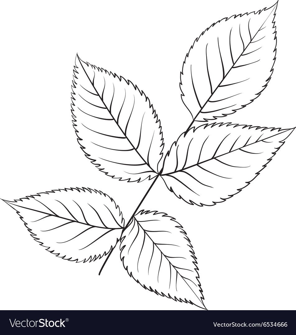 Трафарет листьев розы