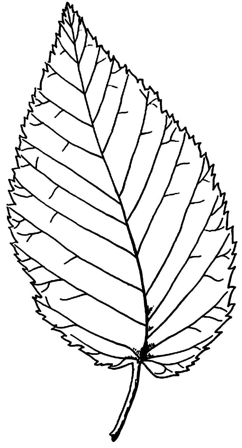 Березовый лист раскраска