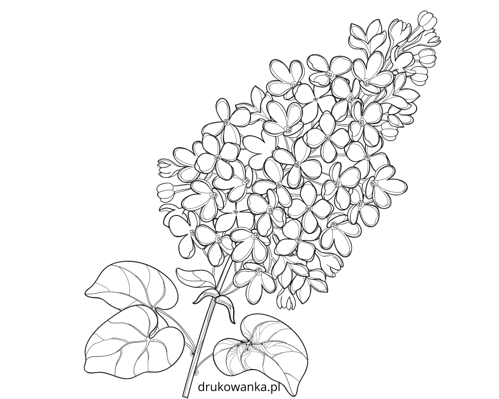 Сирень карандашом