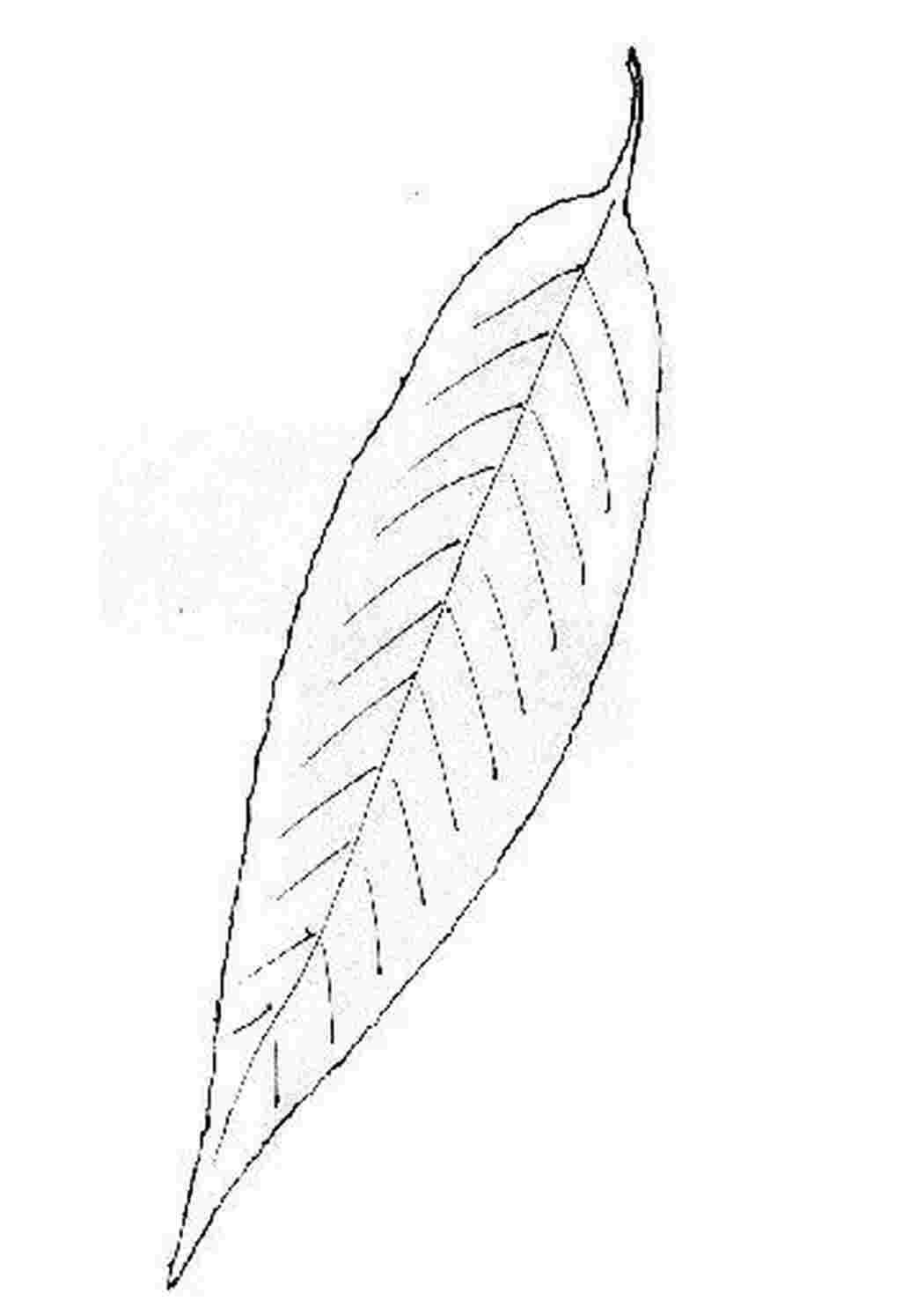 Лист ивы раскраска