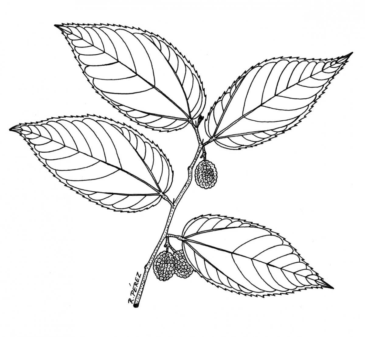 Лист черемухи раскраска