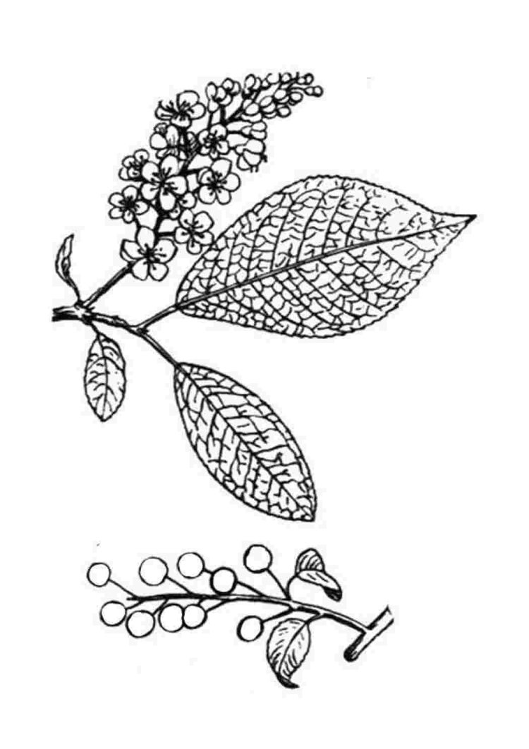 Листья контур