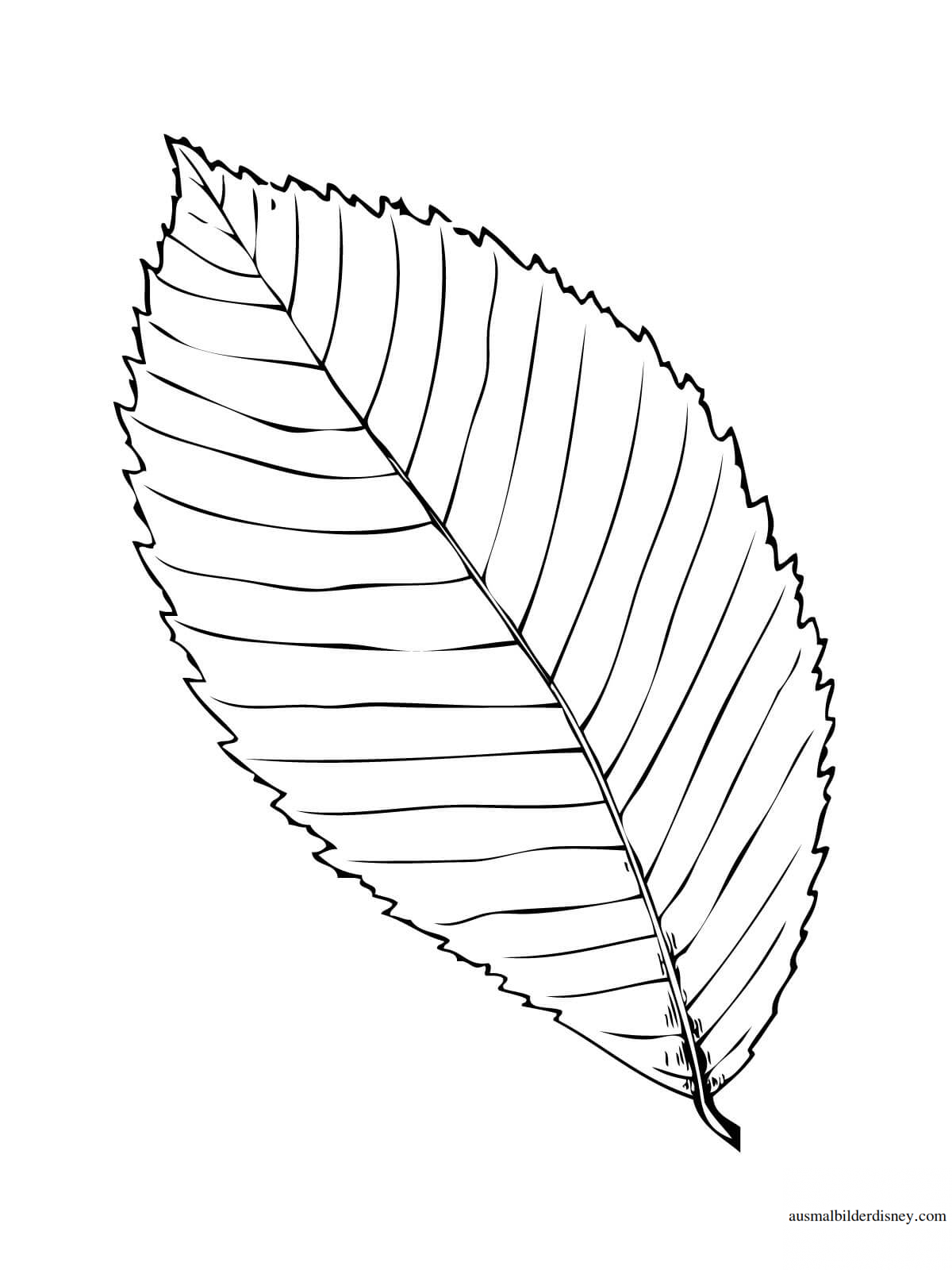 Лист вяза раскраска