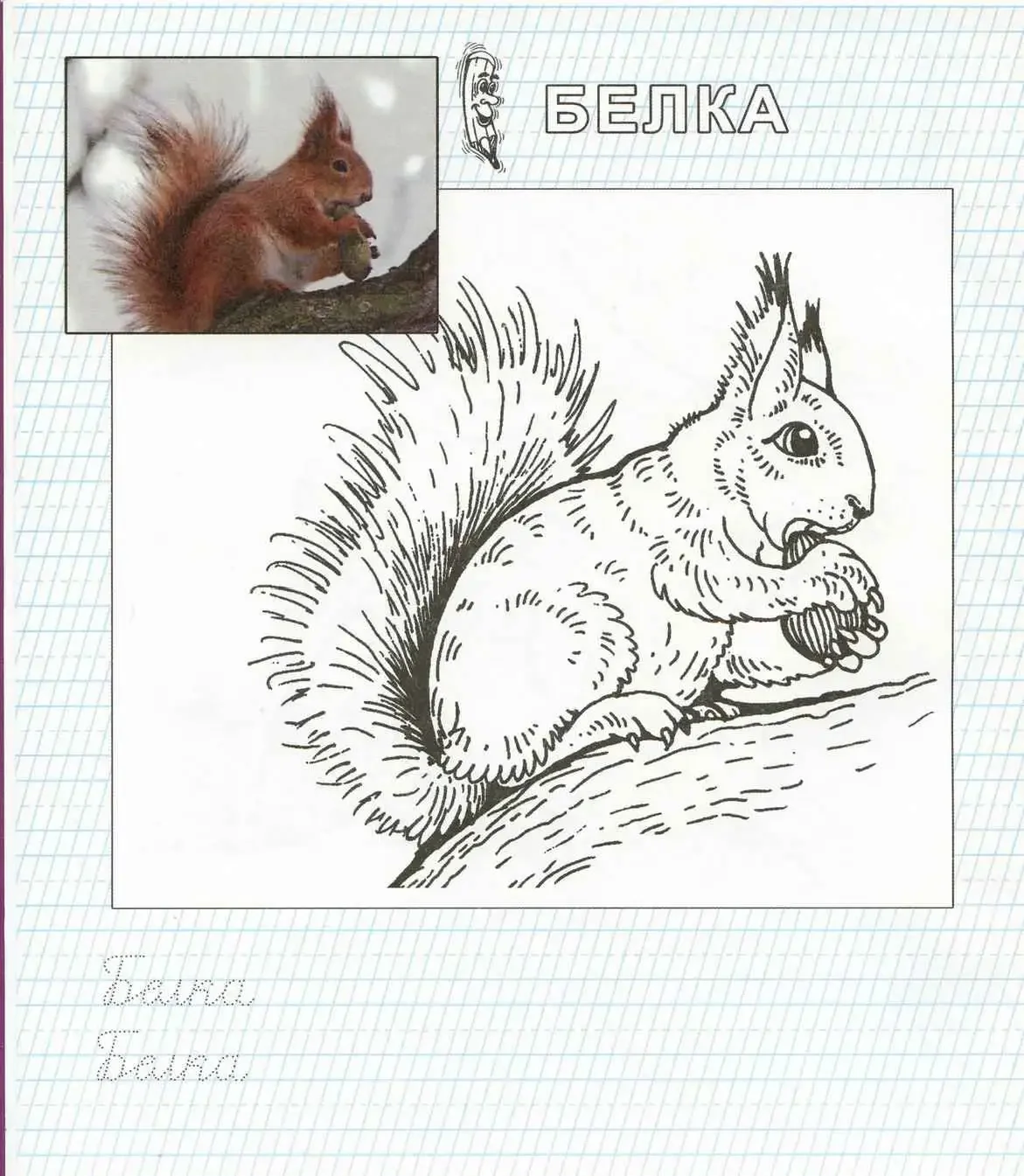 Раскраска Дикие животные Белочка
