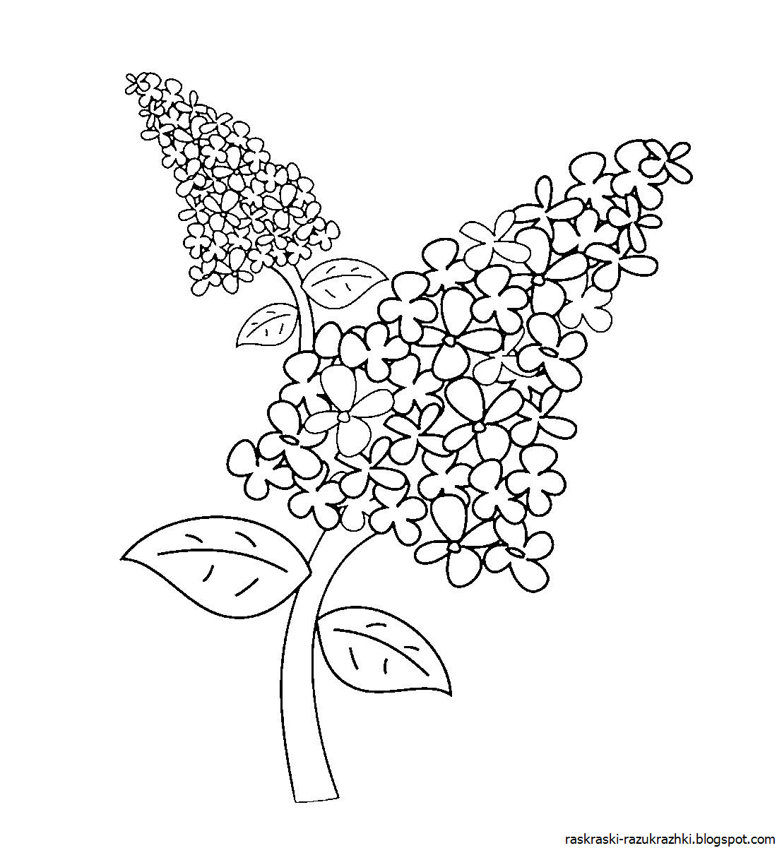 Сирень для раскрашивания