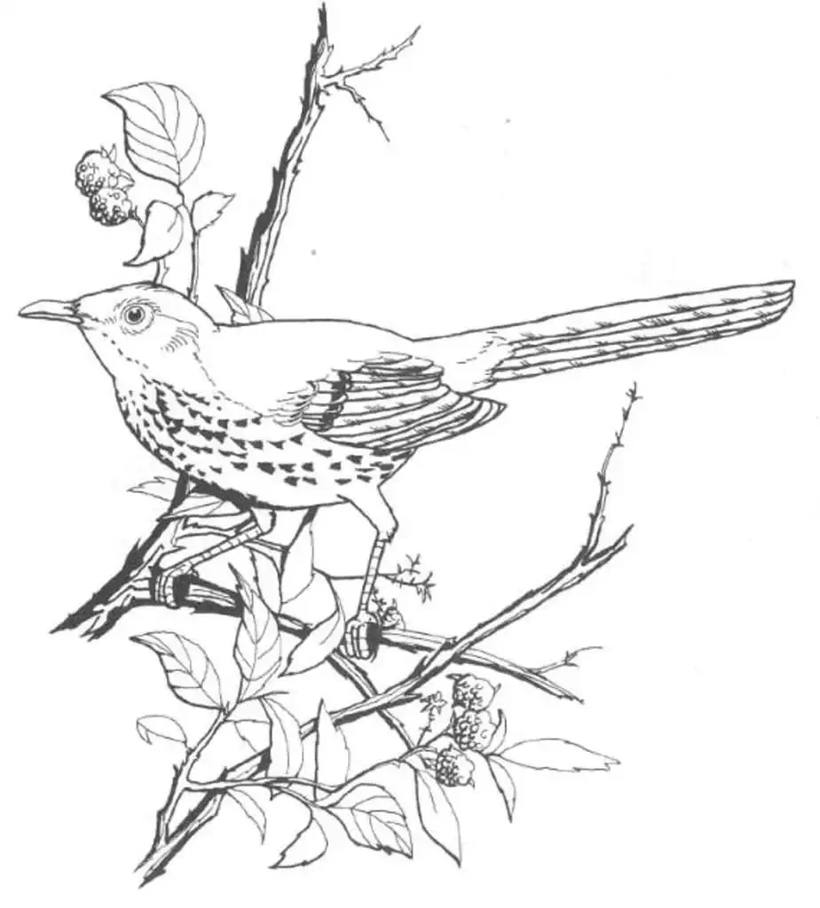 Скребицкий Лесной голосок раскраска