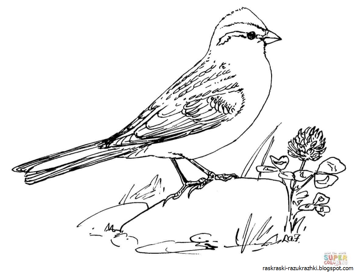 Птица овсянка раскраска