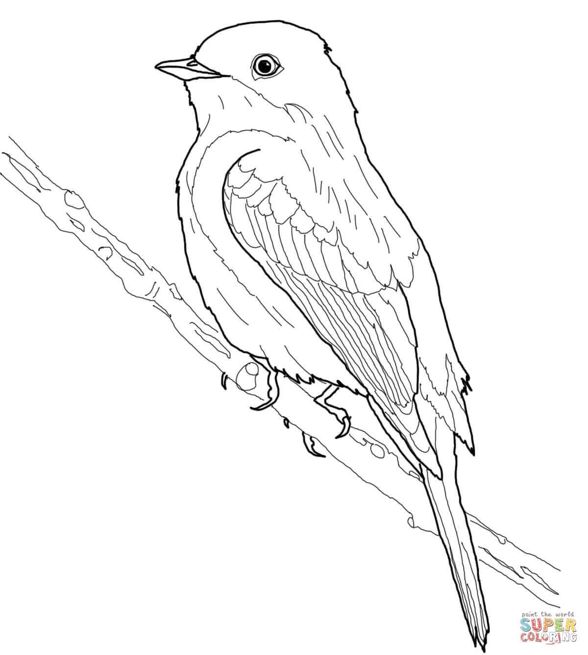 Иволга птица раскраска для детей