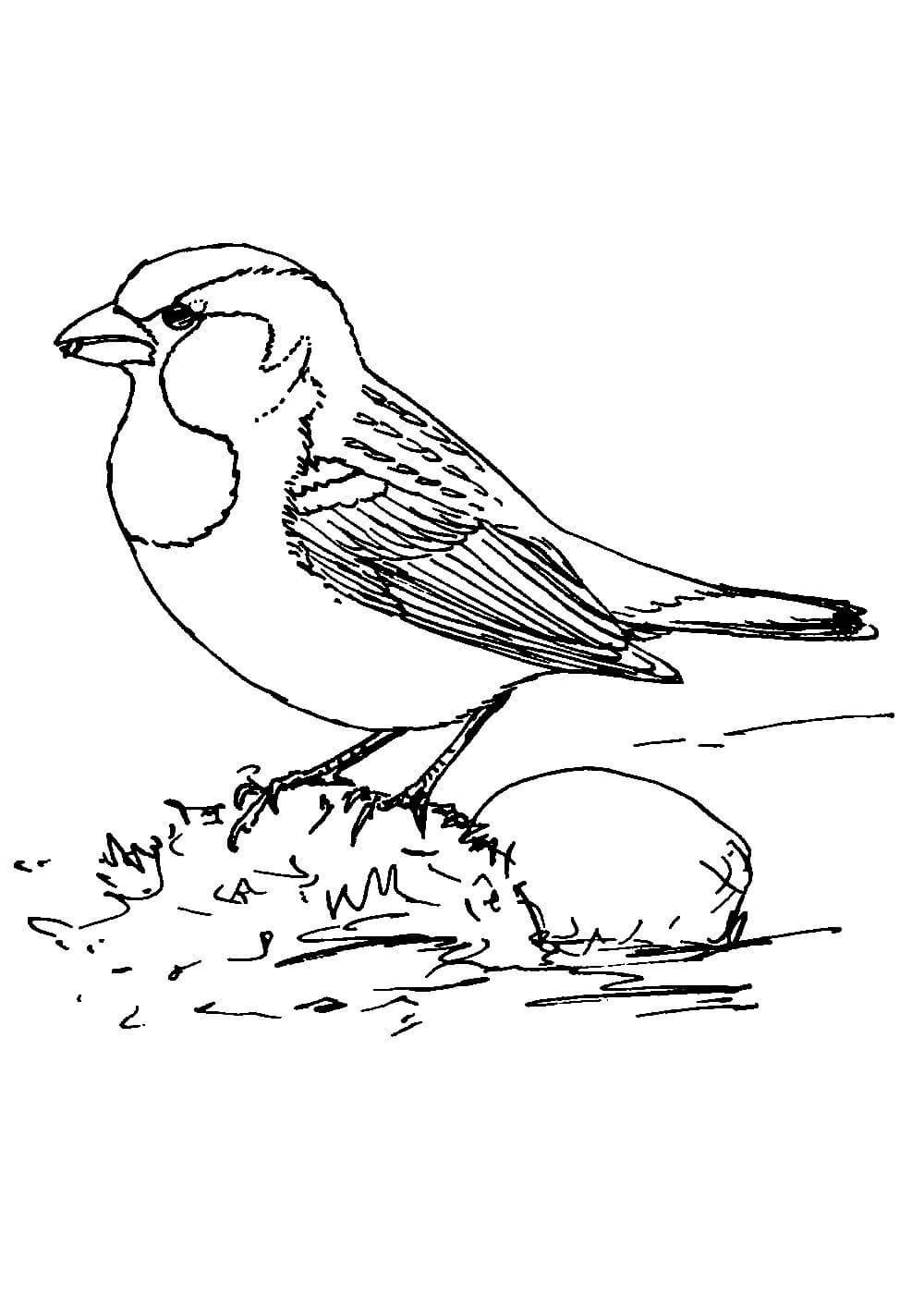 Карандашом раскраска птиц