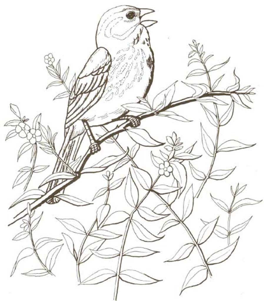 Птица овсянка раскраска