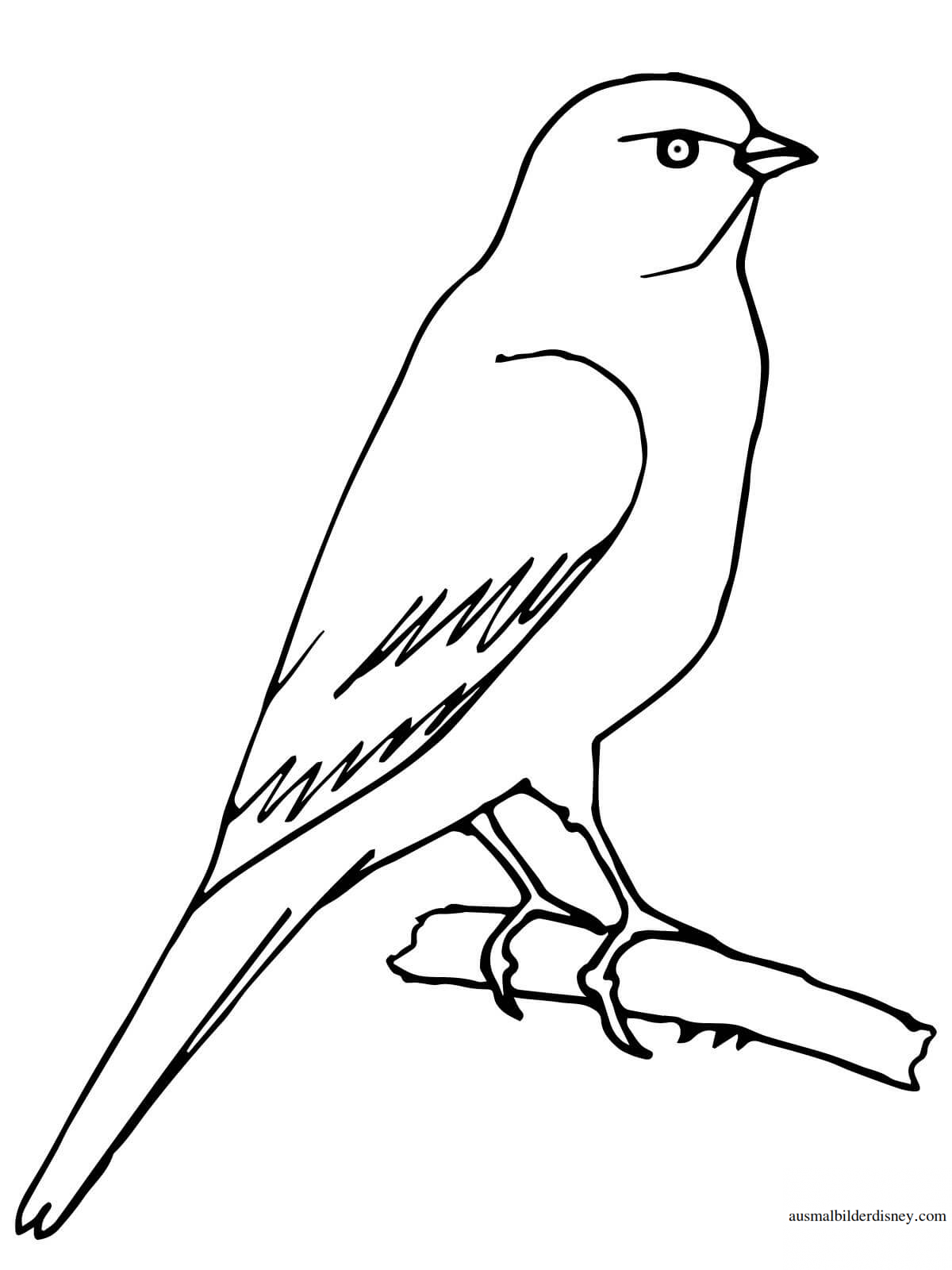 Иволга раскраска