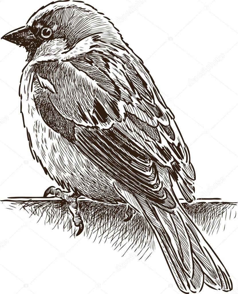 Воробей раскраска