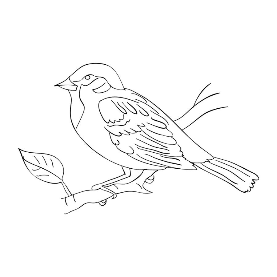 Раскраска зимующие птицы Воробей