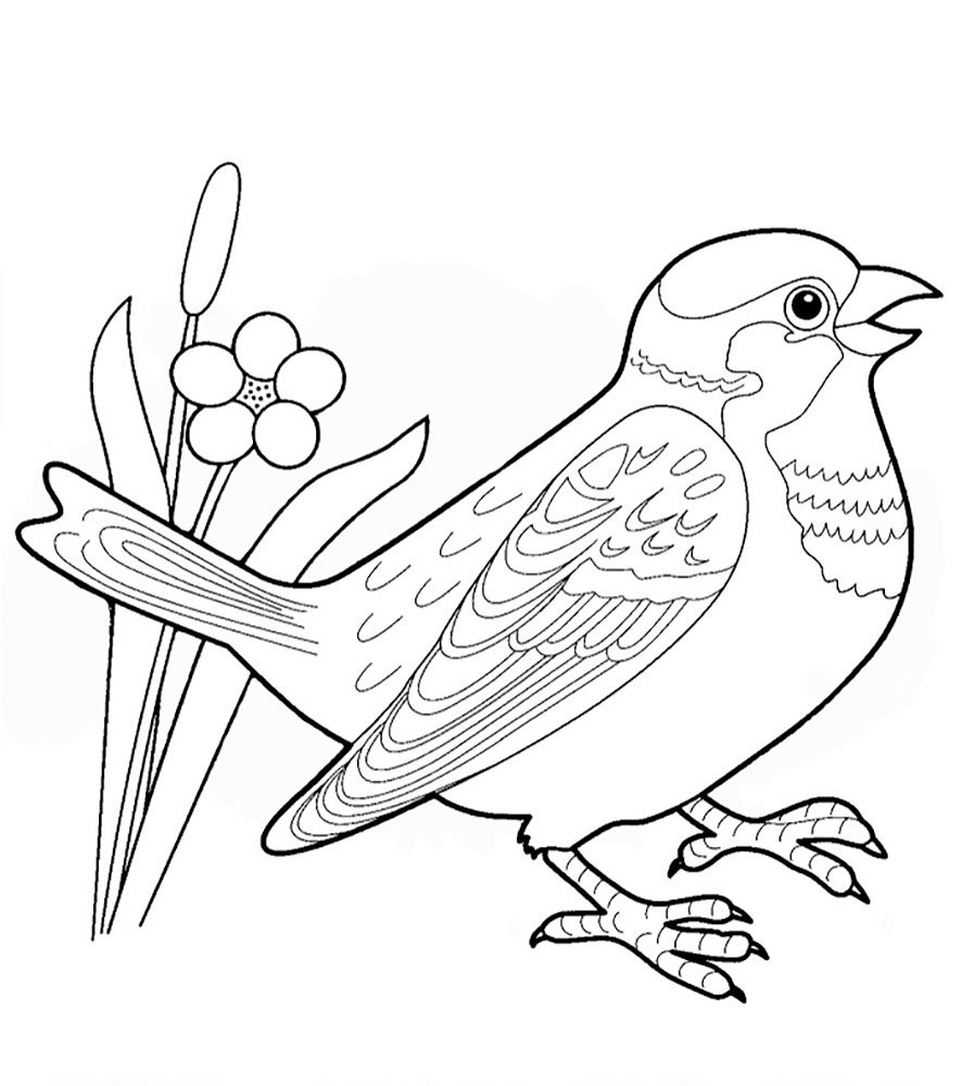 Овсянка птица раскраска