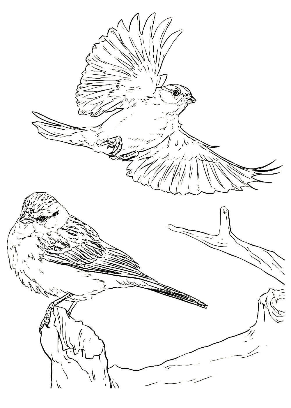Трафареты птицы для малышей
