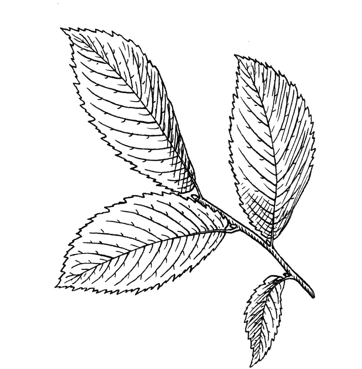 Трафарет листочки для цветов