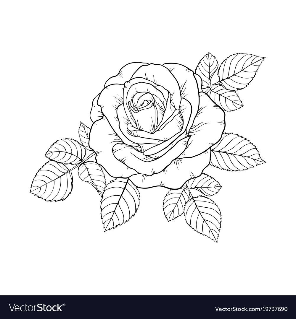 Лист розы контур