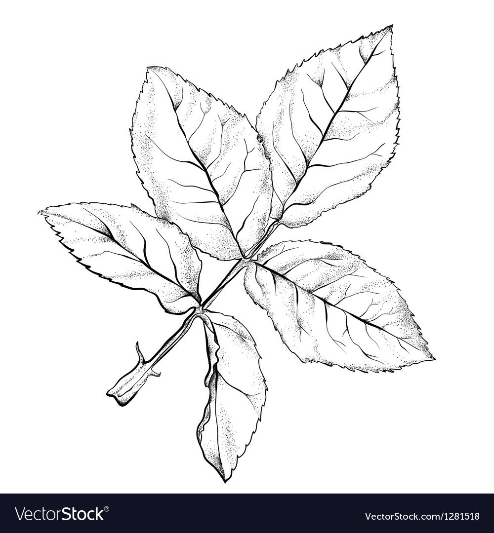 Листик рисуется на Розе