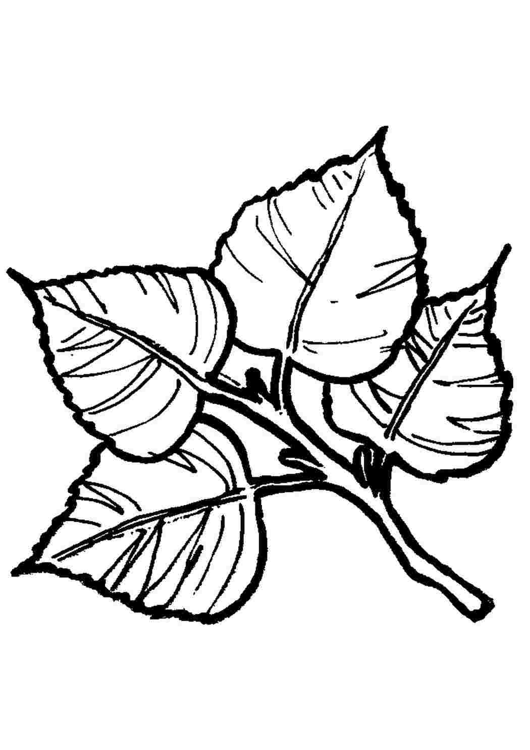 Листья контур