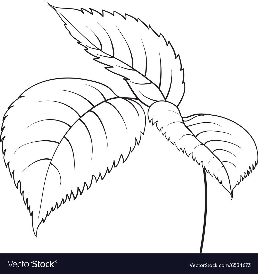 Лист розы контур