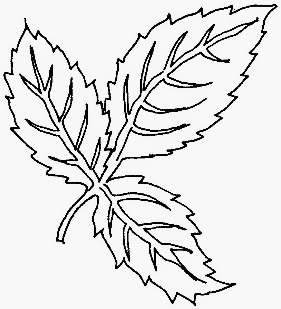 Роза контур