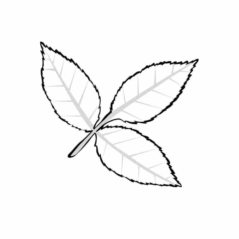 Трафарет розы для раскрашивания