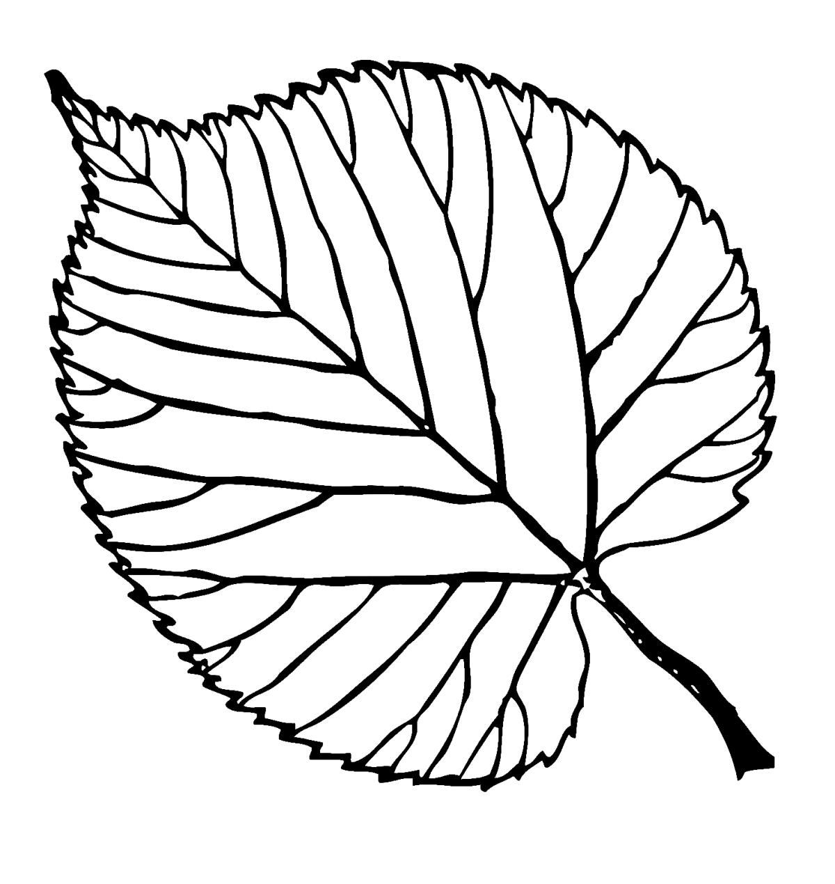 Раскрась листочки. Листья раскраска. Листья рисунок. Листья деревьев раскраска. Лист липы рисунок.